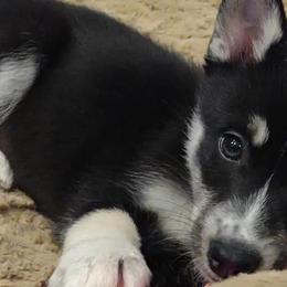 Pomskies from Kennedy's Pomskies