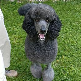 Lyric - Poodle