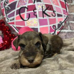 Theo - Liver male Miniature Schnauzer puppy in Lufkin, Texas from C&K’s Schnauzer House