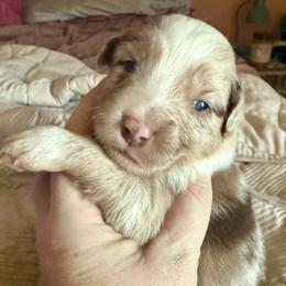 Copper - Red merle male Miniature Australian Shepherd puppy in Gatesville, Texas from Southern Promise Aussie’s