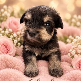 Charlie - Black and silver male Miniature Schnauzer puppy in Hull, Georgia from Ardent Miniature Schnauzers of Athens