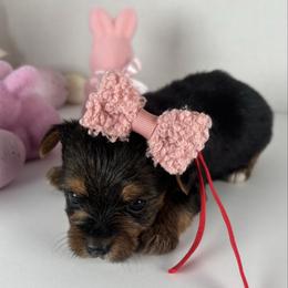 Red girl - Black and tan female Yorkshire Terrier puppy in Dahalonega, Georgia from Country Dog Kennels.