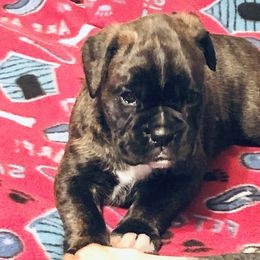 Boxer Puppies from Goodfella Boxers