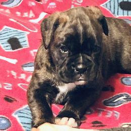 Boxer Puppies from Goodfella Boxers