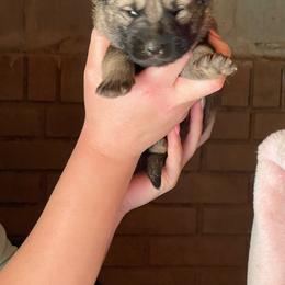 Boy 6 - Sable male German Shepherd puppy in Greenwood, South Carolina from Malone’s Palmetto Puppies