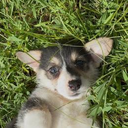 AKC Green - Black and tan male Pembroke Welsh Corgi puppy in Summerfield, Florida from Promise Land Farm