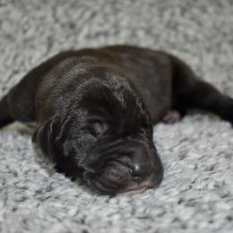 Rowan's Creek - Black and white female Great Dane puppy in Chapmansboro, Tennessee from Balthrop Bend Farms