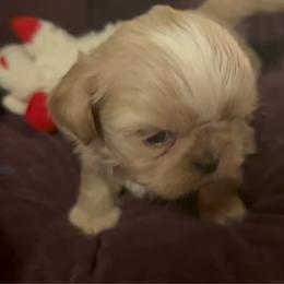 Latte - Cream and white male Shih Tzu puppy in Huntsville, Alabama from Sunnybrook Shih Tzu