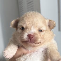 Pomeranians from Natalia's Pomeranians