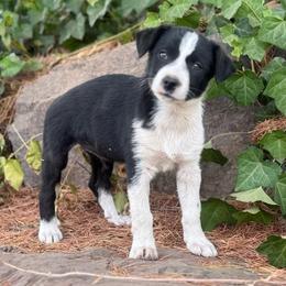Sis - Black and white female Border Collie puppy in Lakeport, California from Akins Aussies/Wild Rose Ranch
