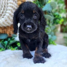 Boy 3 - Black and tan male Cockapoo puppy in Dothan, Alabama from Farquharson's Poodles&Doodles