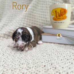 Rory - Merle female Goldendoodle puppy in Dallas County, Texas from Dream A Little Doodle