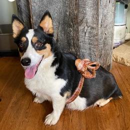 Pembroke Welsh Corgis from Camelot Corgis