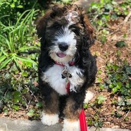 Bernedoodle Puppies from Natchez Trace Doodles