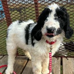 Champagne - Parti female Goldendoodle puppy in Water Valley, Mississippi from Olympian Doodles