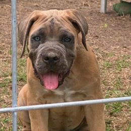Cane Corso from Edwin Jody Thomas