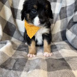 Bernedoodle Puppies from Sunny Sky Doodles