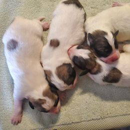 Boy 2 - Great Pyrenees puppy in Arroyo Grande, California from Wild Bunch Ranch - Home of Le Patou Great Pyrenees