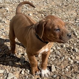 Boy 3 - Rhodesian Ridgeback puppy from Troubadour Ranch