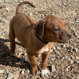 Boy 3 - Rhodesian Ridgeback puppy from Troubadour Ranch
