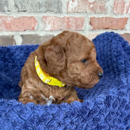 Yellow (White) collar - Red  female Poodle puppy in Huntsville, Alabama from Flint River Poodles
