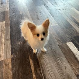 Boy 1 - White and lemon male Papillon puppy in Shirley, Arkansas from Lucky Pups