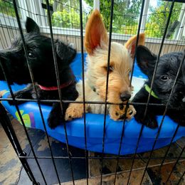 Scottish Terrier Puppies from Nicole's Scottish Terriers