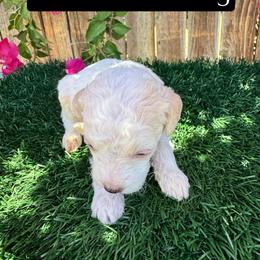 Prince Charming - Cream male Aussiedoodle puppy in Bakersfield, California from Annie's Aussies