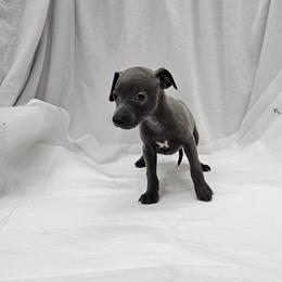 Ferb - Blue male Italian Greyhound puppy in Newalla, Oklahoma from Heartland Iggys