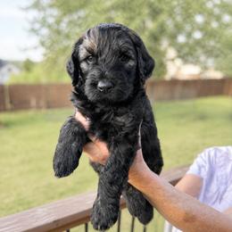 Bear - Sable male Goldendoodle puppy in Canyon Lake, Texas from Rebecca Creek Retrievers, LLC
