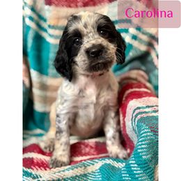 Carolina - Black and white female English Springer Spaniel puppy in Madison, Indiana from McCollough's Pawsome Spaniels and Danny's Delightful Dachshunds