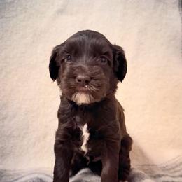 Toby - Chocolate male Labradoodle puppy in Danville, Indiana from Marley’s Doodle Ranch