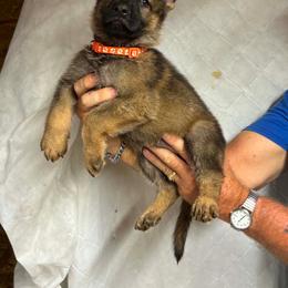Orange collar male - Sable male German Shepherd puppy in Ann Arbor, Michigan from Von Der Havier German Shepherds