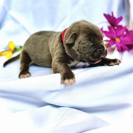 Cane Corso Puppies from Mostro Legacy Kennel