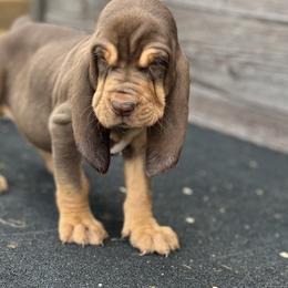 Bloodhound Puppies from Sandhill Hounds of Nebraska