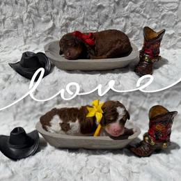 Girl 3 - Brown female Poodle puppy in Mc Bain, Michigan from The Dog House