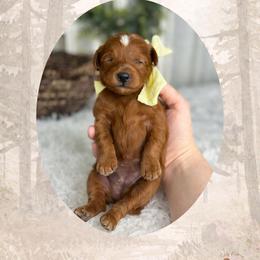 Juniper - Red  female Goldendoodle puppy in Canton, Georgia from Teddy Puppies