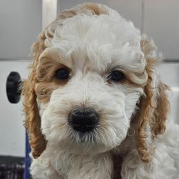 Poodle Puppies from VIP Poodles