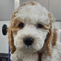 Poodle Puppies from VIP Poodles