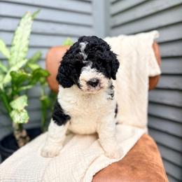 Nugget - Black and white male Bernedoodle puppy in Buda, Illinois from Hamilton Farm Doodles