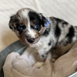 Australian Shepherd Puppies from Prairie Skies Farm