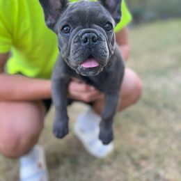 French Bulldog Puppies from Frenchie Love Bugs