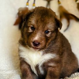 Girl 5 - female Native American Indian Dog puppy in Granby, Colorado from Turtle Island NAIDs