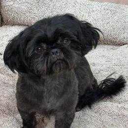Holly - Shih Tzu