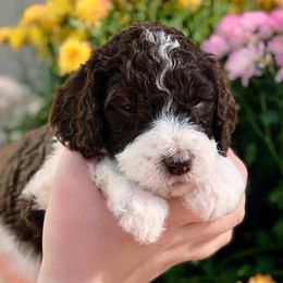 Bernedoodles, Bernese Mountain Dogs, and Sheepadoodles from VonDoodles Bernedoodles & Sheepadoodles