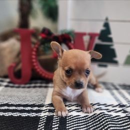 Theo - Fawn male Chihuahua puppy in Goodman, Missouri from Jessica's Dashing Dachsunds and Fancy Frenchies