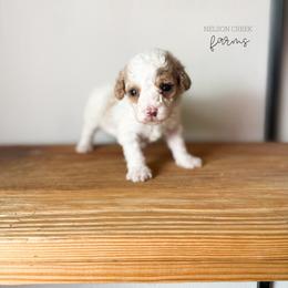 Lucky - Parti male Maltipoo puppy in Huntsville, Texas from Nelson Creek Farms
