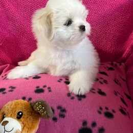 Shih Tzu Puppies from Evelyn's Shih Tzus
