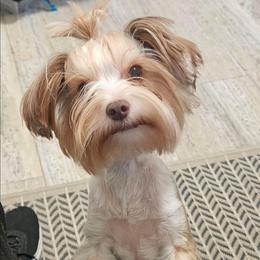 Tootsie - Yorkshire Terrier