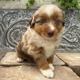 Aster - Red merle female Toy Australian Shepherd puppy in Lumberton, Mississippi from Talowah Aussies
